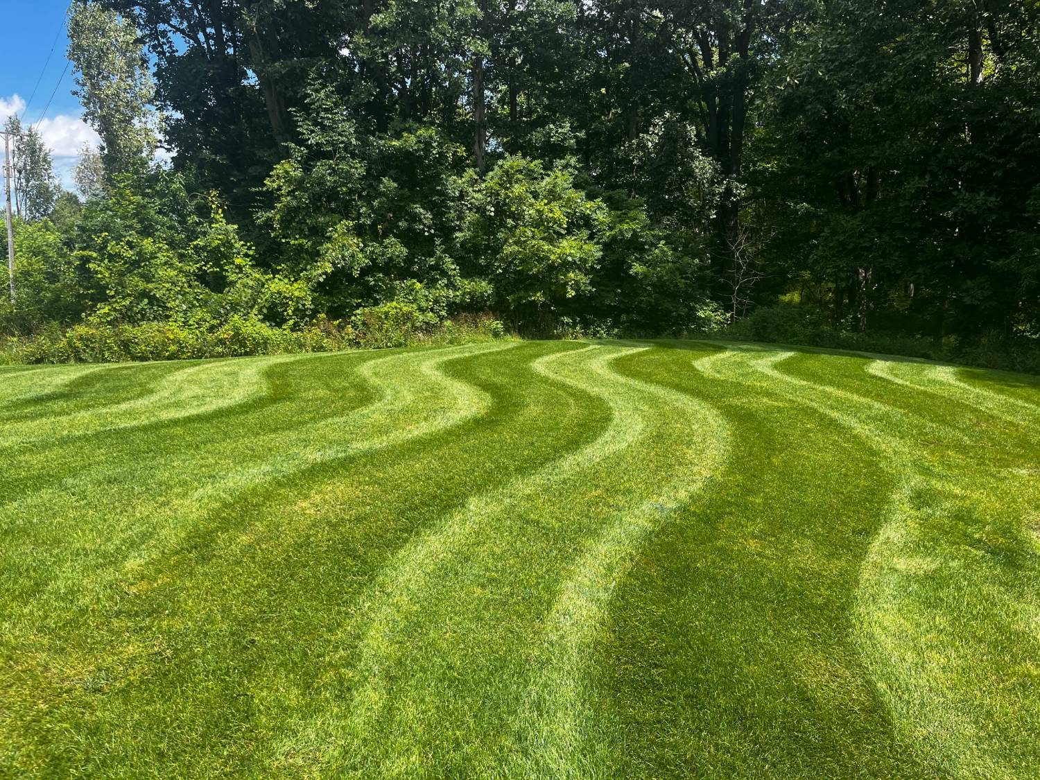 A freshly mowed lawn with curving light and dark mowing stripes in front of a line of trees